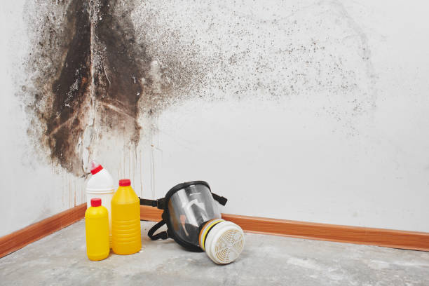 Best Commercial Mold Removal  in Leeds, AL