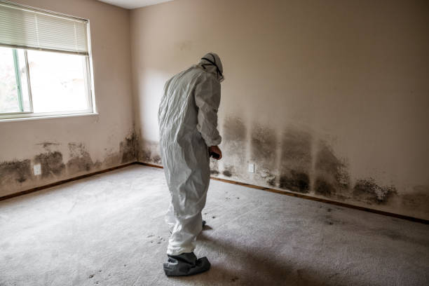 Certified Mold Removal in Leeds, AL